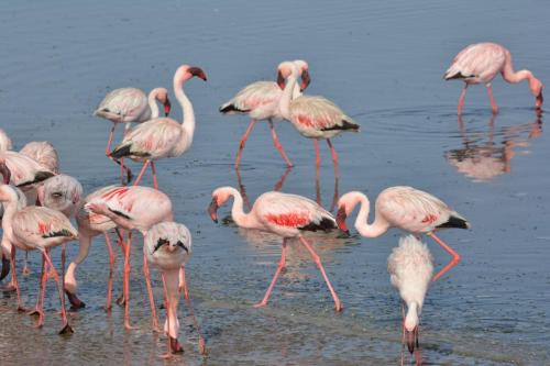 Flamants nains