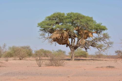 Nid de républicains sociaux