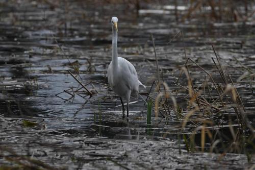 Grande aigrette