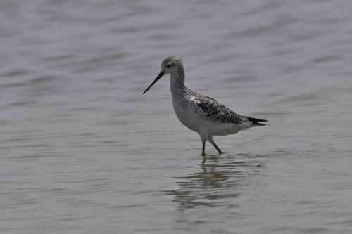 Chevalier stagnatile