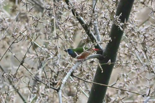 Diamant quadricolore