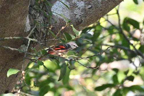 Minivet rose
