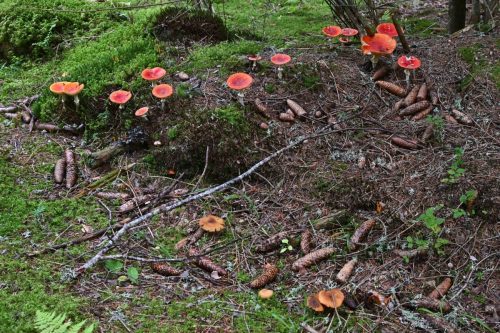Amanites tue-mouches