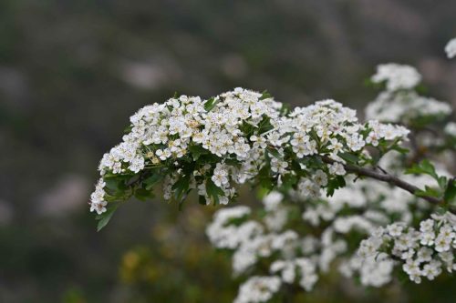 Aubépine