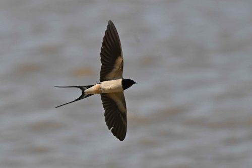 Hirondelle rustique