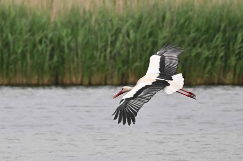 Cigogne blanche