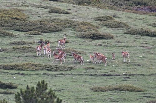 Mouflons
