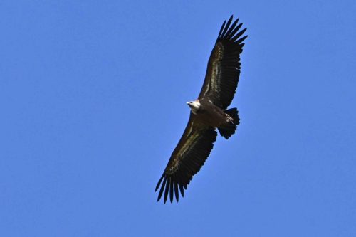 Vautour fauve