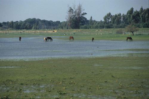 Parc national de Doñana