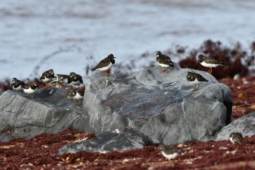 Tournepierres à collier