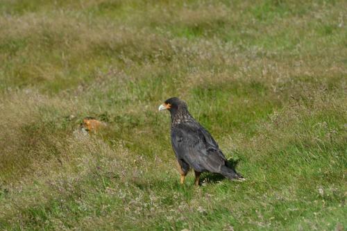 Caracara austral