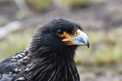 Caracara austral