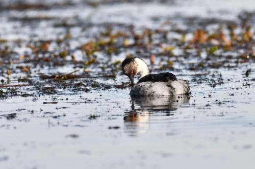 Grèbe aux belles joues