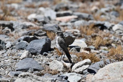 Dormilon à front noir