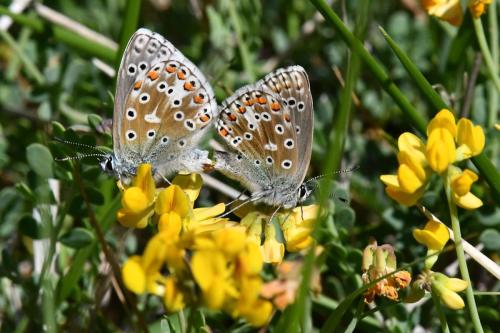 Azuré de la Bugrane