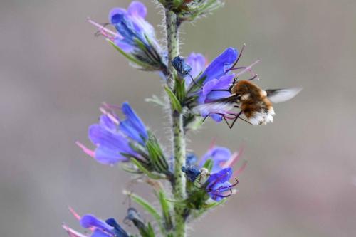 Grand Bombyle (Bombylius major)