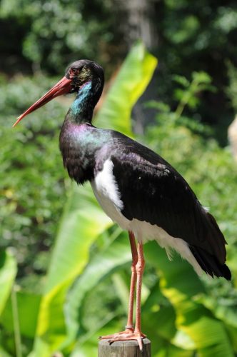Cigogne noire