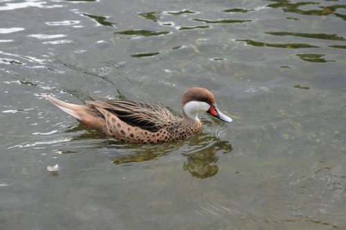 Canard Pilet des Bahamas dans St James Park