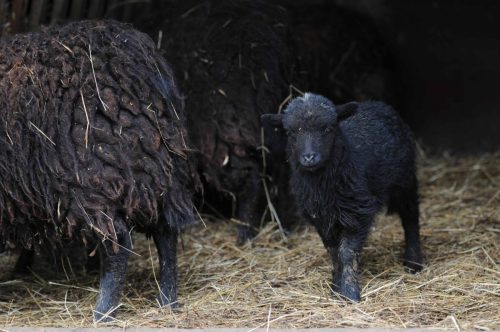 Mouton d'Ouessant