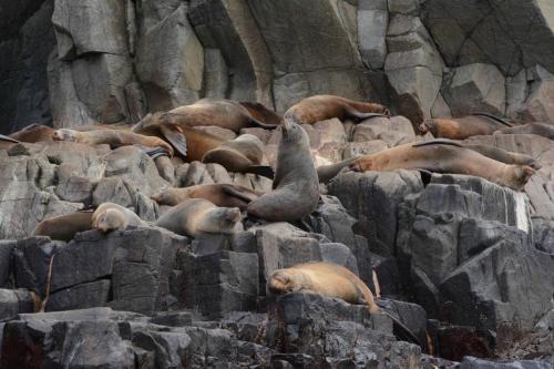 Otaries à fourrure d'Australie