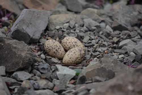 Oeufs d'huitrier pie