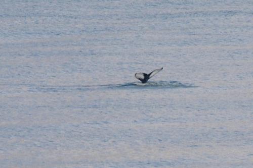 Baleine à bosses