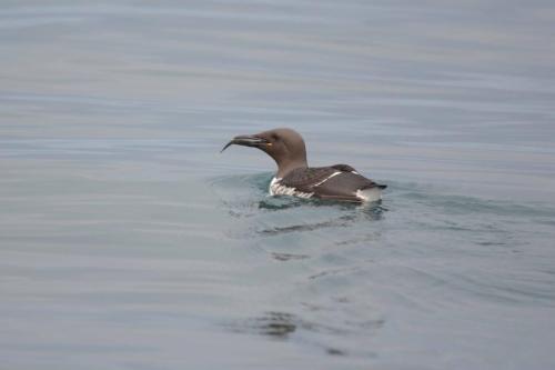 Guillemot de troïl