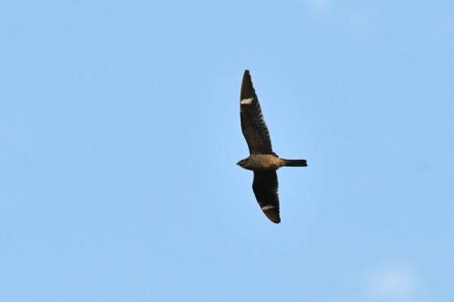 Engoulevent d'Amérique