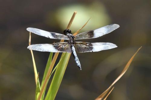 Libellule à Colorado river state park