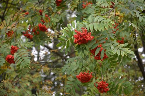 Monastère Alexandre-Nevsky
