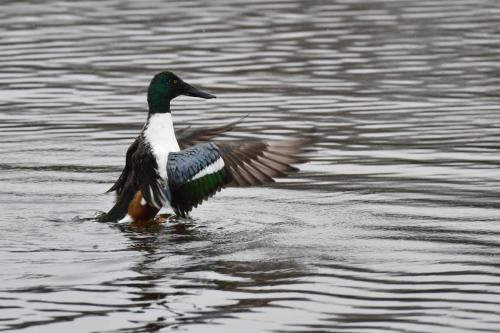 Canard souchet (male)