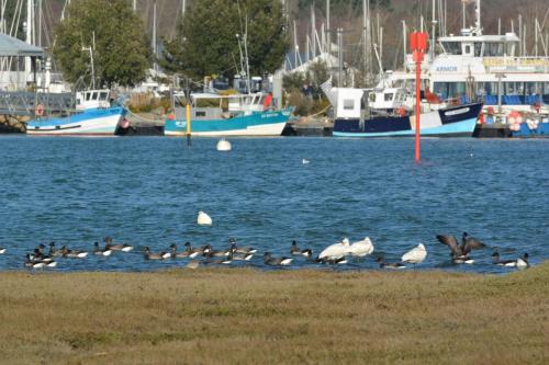 Bernaches cravants et 3 Spatules blanches