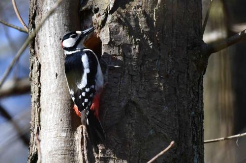 Pic épeiche (mâle)