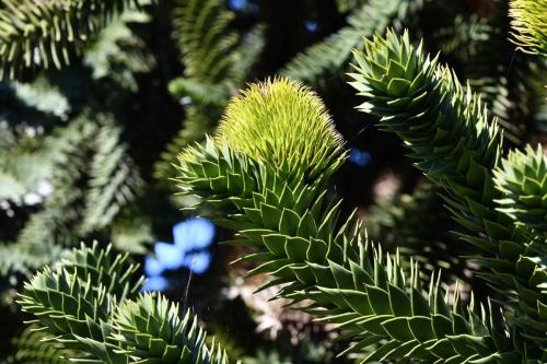 Araucaria