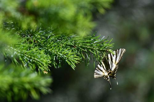 Flambé (Iphiclides podalirius)