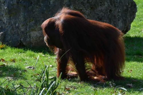 Orang-outan de Bornéo