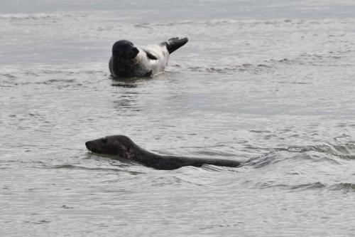 Phoque gris dans l'eau et phoque veau marin hors de l'eau