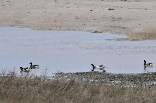 Bernaches cravants à ventre pâle