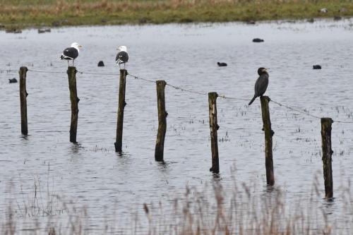 Goélands marins et grand cormoran