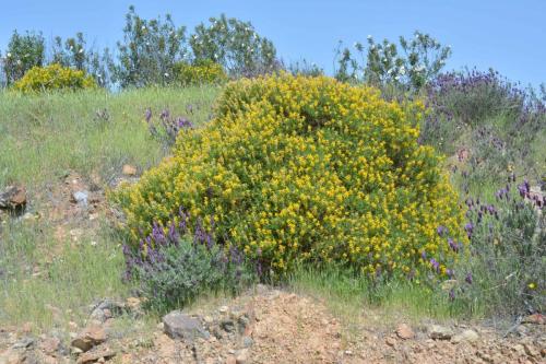 Genêt (adenocarpus argyrophyllus)
