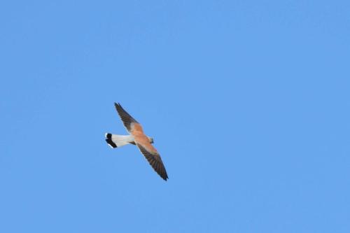 Faucon crécerellette