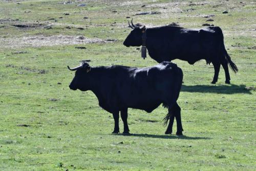 Vaches de race Avileña