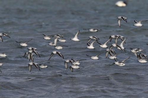 Bécasseaux sanderlings