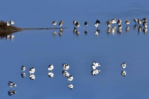 Avocettes élégantes, Barges à queue noire