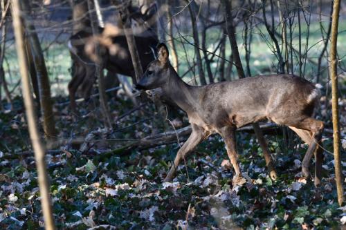 Chevreuil
