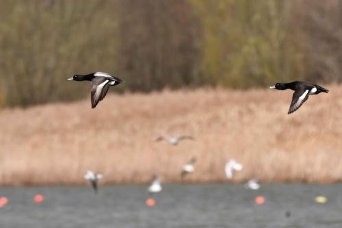 Fuligule à tête noire et fuligule morillon