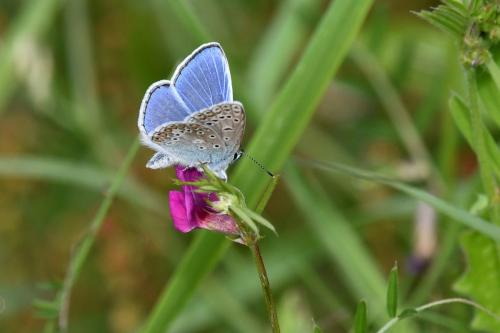 Azuré commun (mâle)
