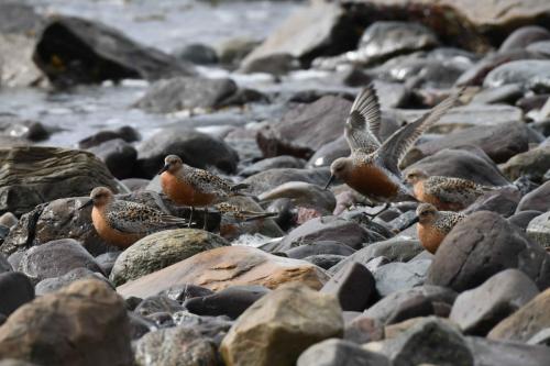 Bécasseaux maubèches