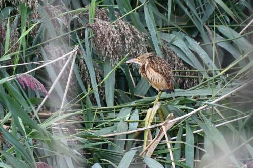 Blongios nain (jeune)