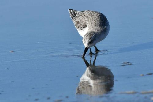 Bécasseau sanderling